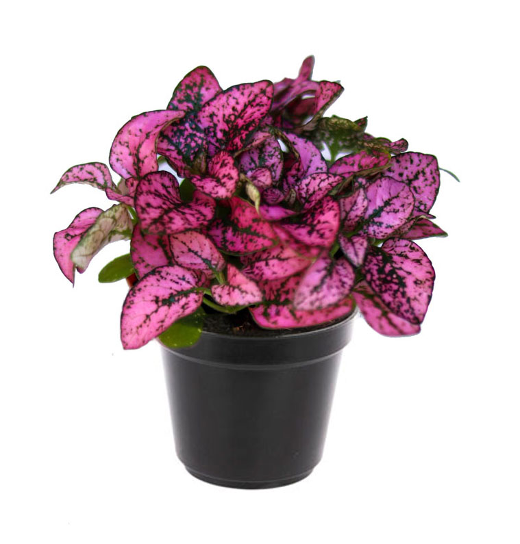 خال صورتی کوچک